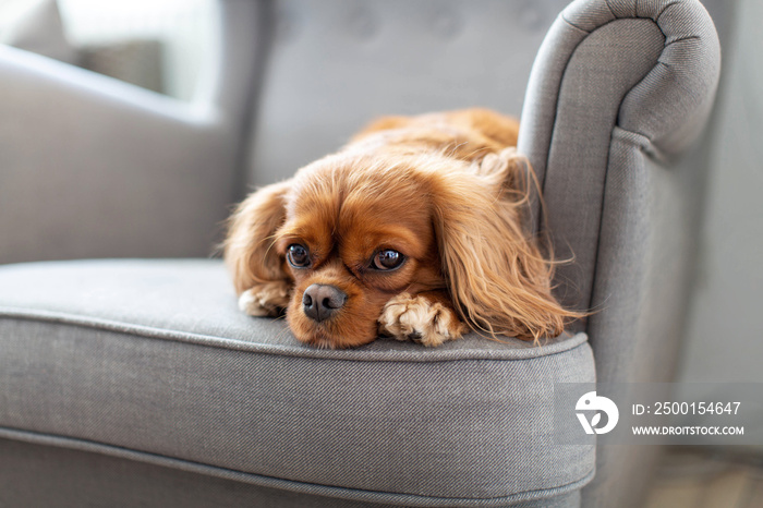 Dog napping on the armchair