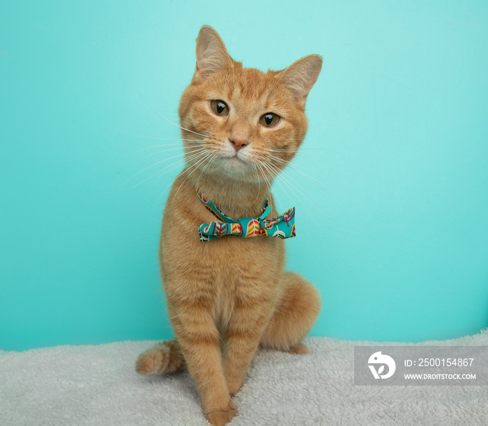 orange tabby cat wearing a bow tie sitting down