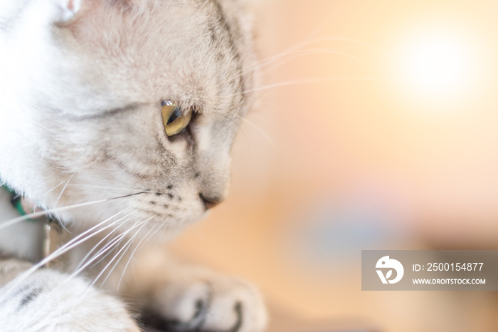 American shorthair cat kitten portrait closeup with copyspace