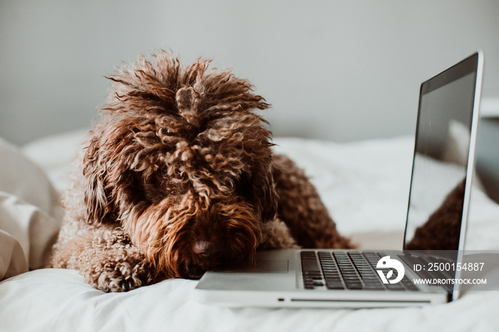 .Nice and sweet spanish water dog working from home with his laptop on top of the bed in the coronavirus global crisis. Lifestyle