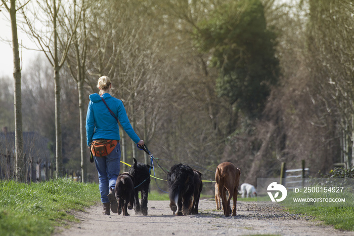 Dogwalker im Einsatz