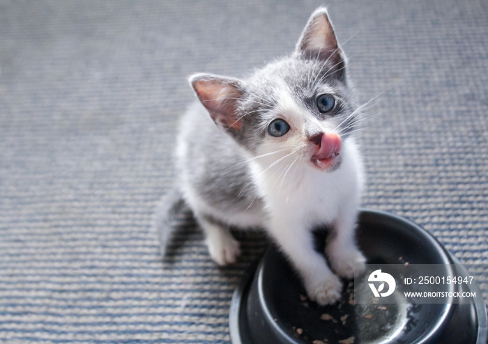 little cute domestic cat feeding with its tongue out