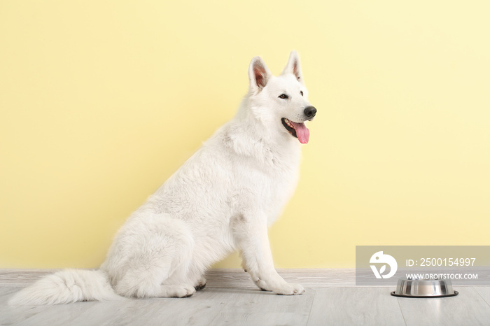 Cute funny dog and bowl with food near color wall