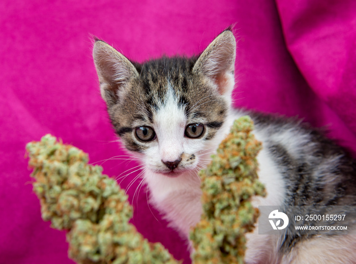 Kitten smelling a cannabis leaf on pink background