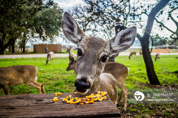 A White-Tailed Deer in Lake Hills, Texas