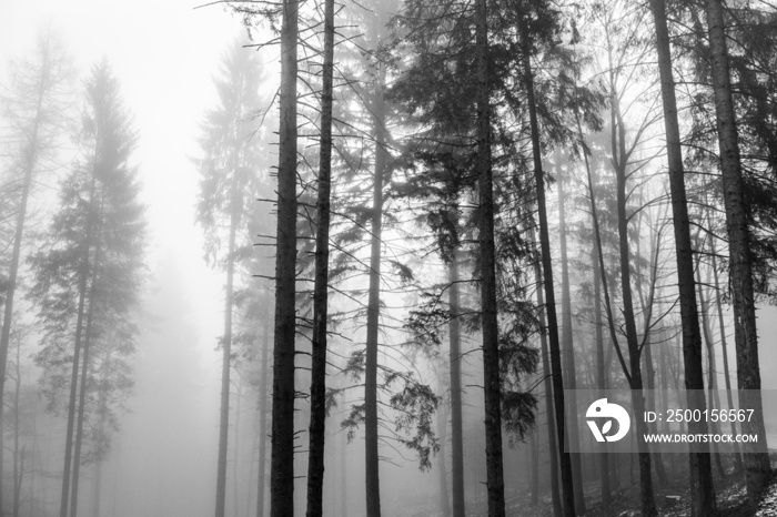 nebbia mattutina nel bosco