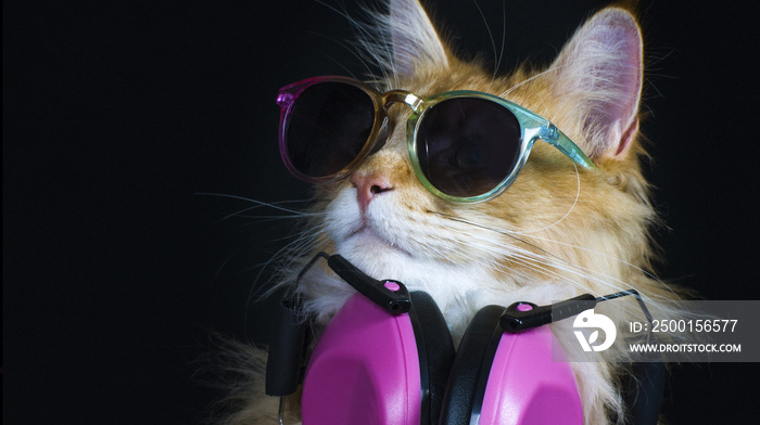 beautiful disco cat wearing headphones