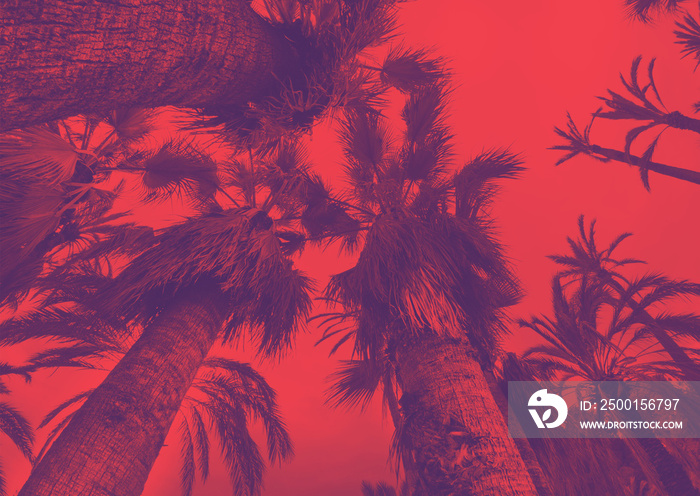 Coconut palm tree on the sky background, trendy duotone and halftone effect, 90’s style