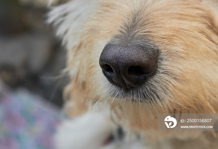 Black dog nose close up.