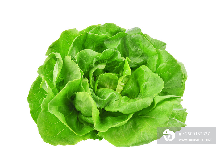 Green butterhead lettuce isolated on transparent background. PNG