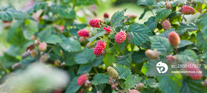 The loganberry is a delicious fruit , hybrid of raspberry and blackberry.