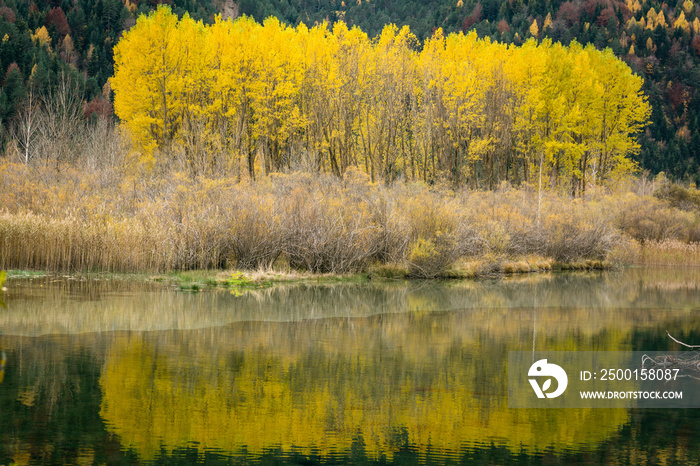 grupo de alamos en el embalse de Pineta, Populus Alba,valle de Pineta, parque nacional de Ordesa y Monte Perdido, Provincia de Huesca, Spain, europe