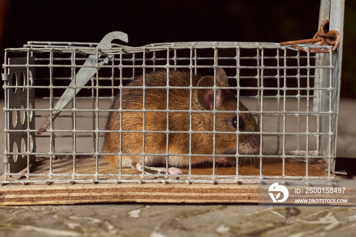 Trapped mouse in a live trap