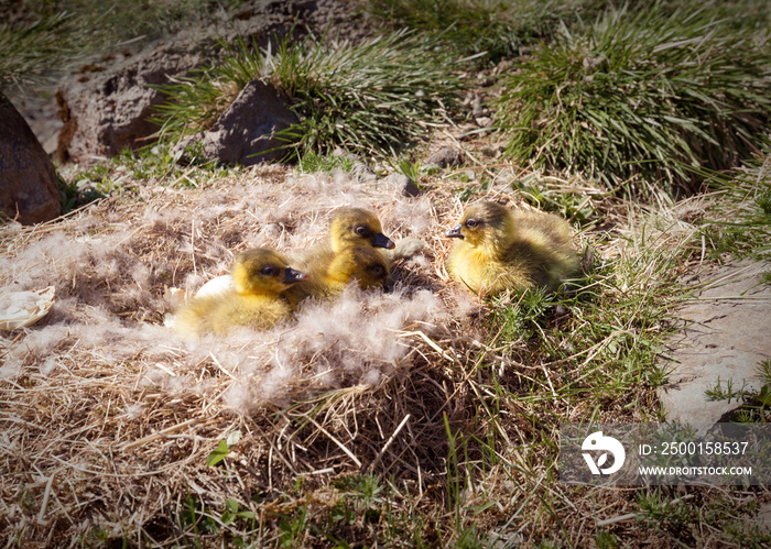 Eider duck youngsters in nature at sunny day