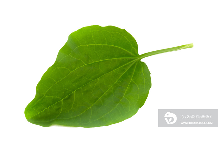 Plantain leaf, medicinal plant isolated on white background.