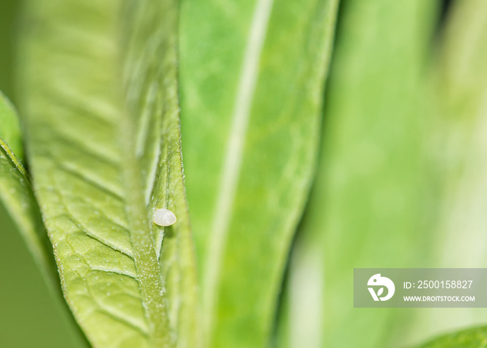 Monarch butterfly egg attached to a tropical milkweed leaf