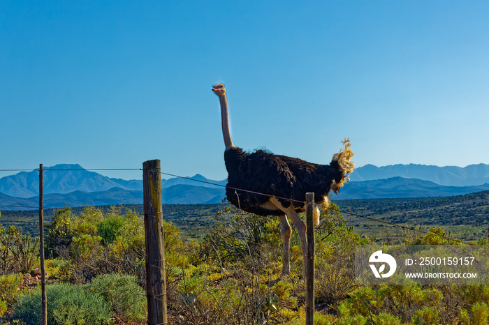 Male ostrich looking over fence in Little Karoo