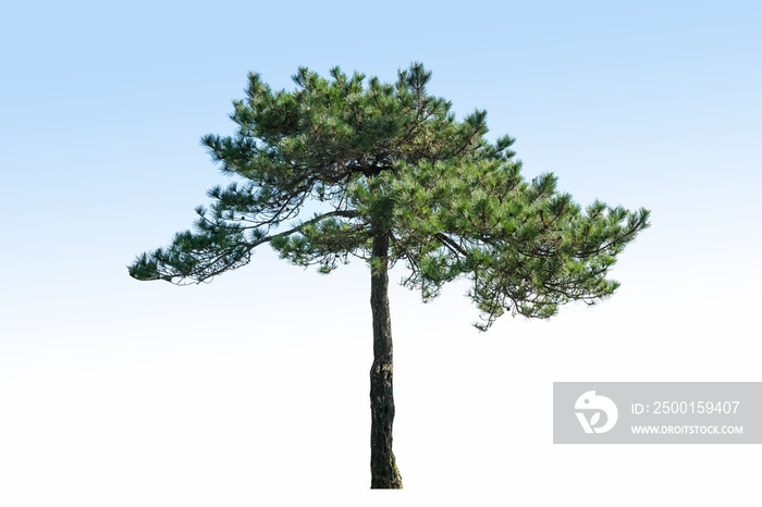 pine tree isolated