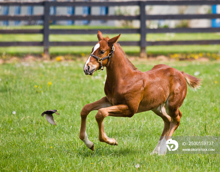 Kentucky Thoroughbred Horse