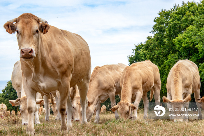 Vaches blonde d’Aquitaine au pré