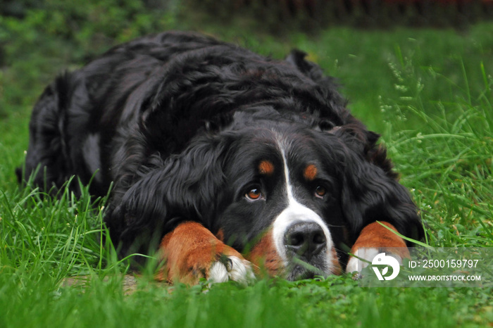 Hund Haustier dunkles Fell Berner  Sennen