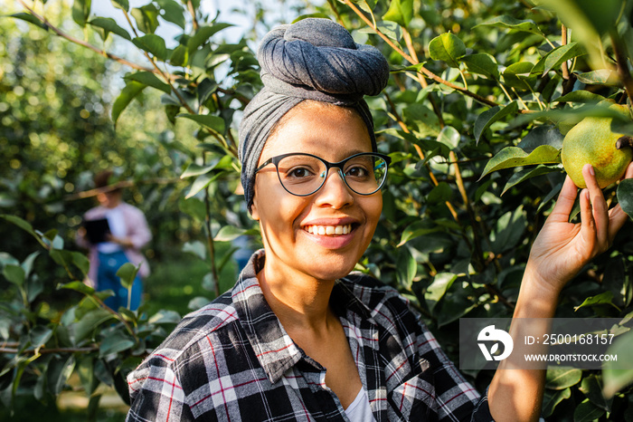 Young female african american farmer examining quality of pears in orchard.