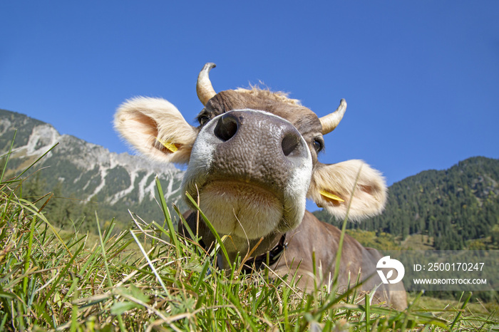 Kuh - Allgäu - lustig - Wiese - niedlich - Alpen