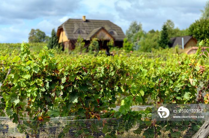 Old vineyard near Zielona Gora in Poland