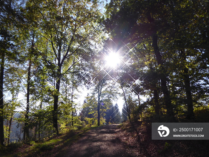 Ruhehain mitten im Wald