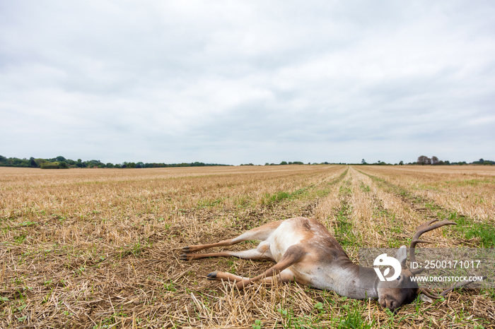 Fallow Deer Stag Laying Dead in a Field