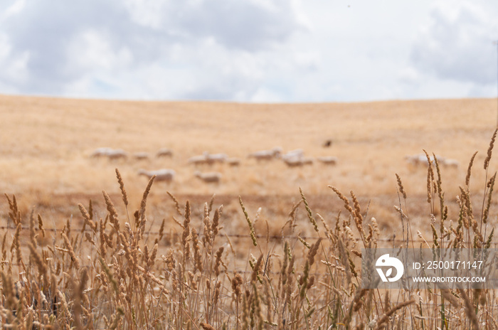 Agriculture background of dry grass and blurred sheep flock on the background