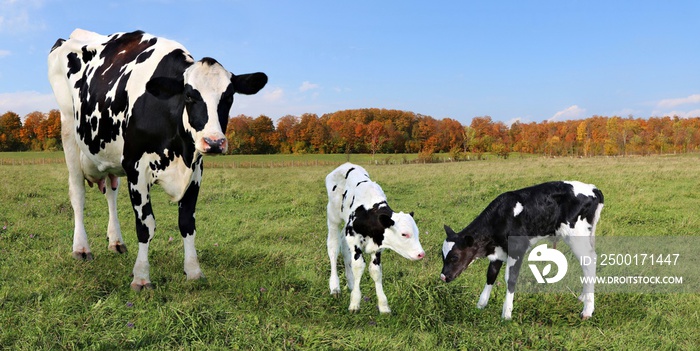 Holstein Cow with her newborn twin calves standing in the meadow with colorful fall leaves