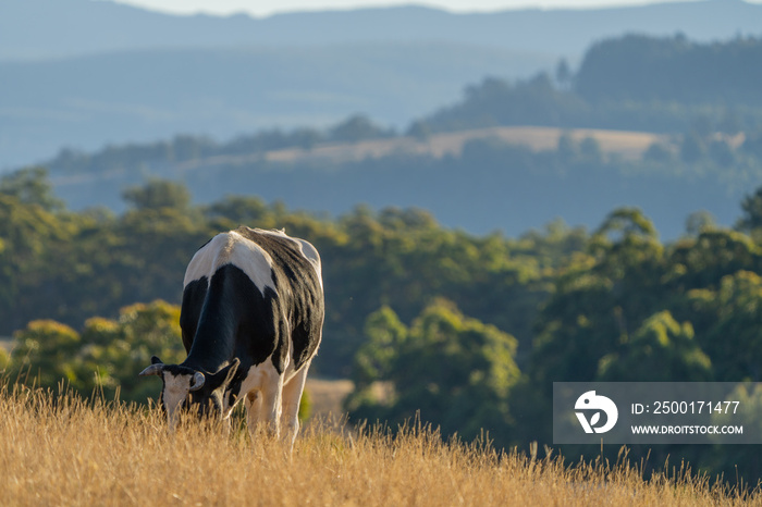 Close up of Stud speckle park Beef bulls, cows and calves grazing on grass in a field, in Australia. breeds of cattle include speckle park, murray grey, angus, brangus and wagyu on long pastures