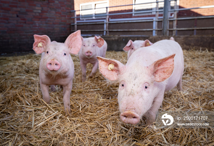 Bioschweinehaltung - größere, muntere Ferkel in einen Outdoorstall.