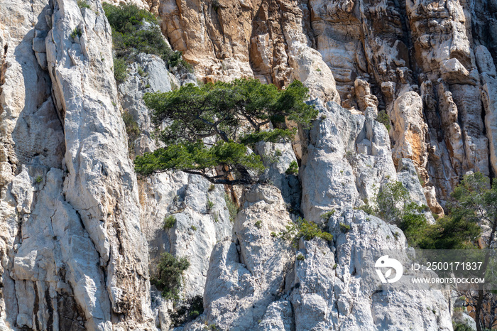 Mediterranean pine tree growing on white limestone rocks and cliffs in Calanques national park, Provence, France