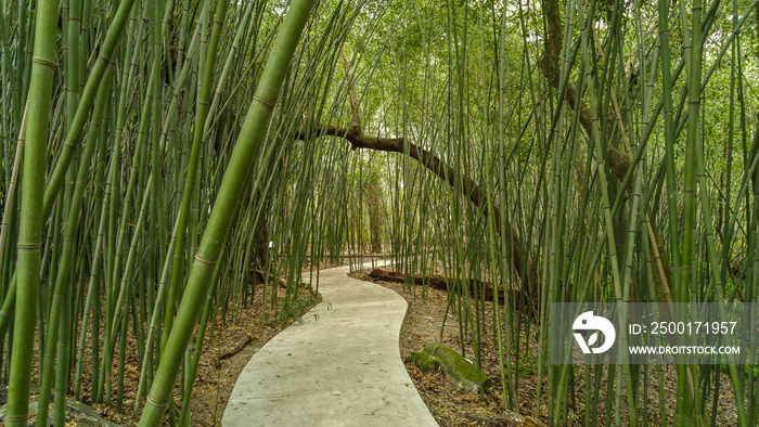 Path through bamboo trees at Kanapaha Gardens - Gainesville, Florida