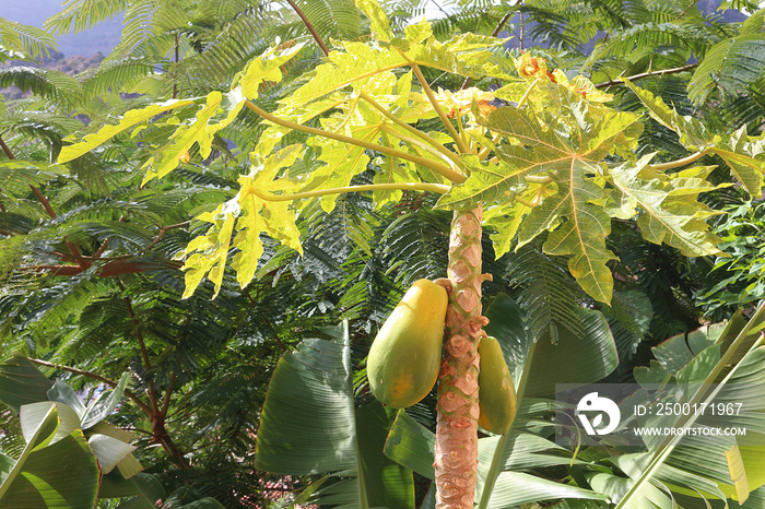 Fruits of papaya on tree (Carica papaya) surrounded by tropical plants