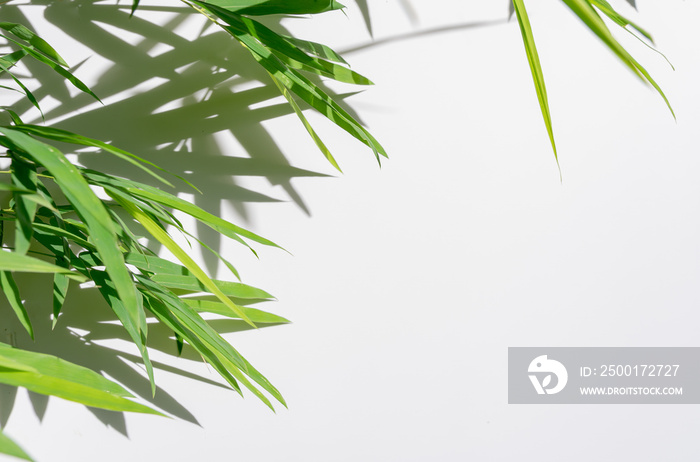 green leaf bamboo and shadows on white background