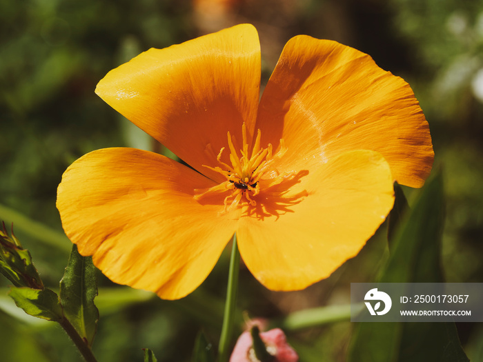 Eschscholzia californica - Gros plan sur les pétales d’une fleur du pavot de Californie de couleur jaune-orangée