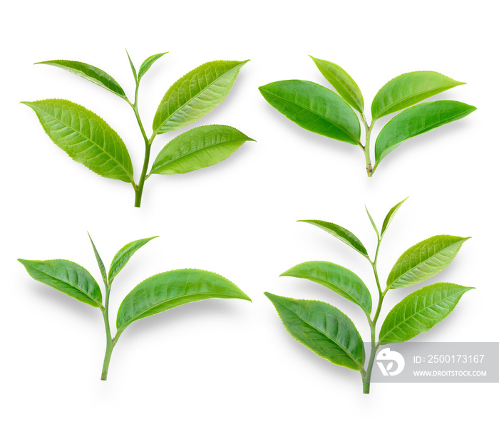 green tea leaf on white background