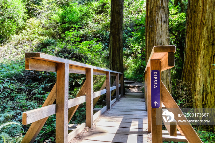 Wooden bridge on the Dipsea Trail, Mt Tamalpais State Park, Marin County, north San Francisco bay area, California