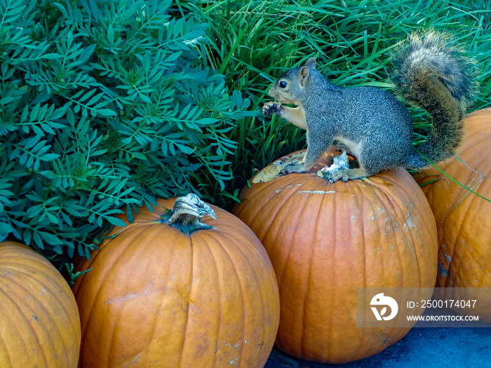 Squirrel eating a pumpkin