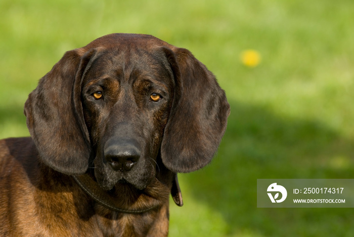 Hannoverscher Schweißhund in einer Wiese