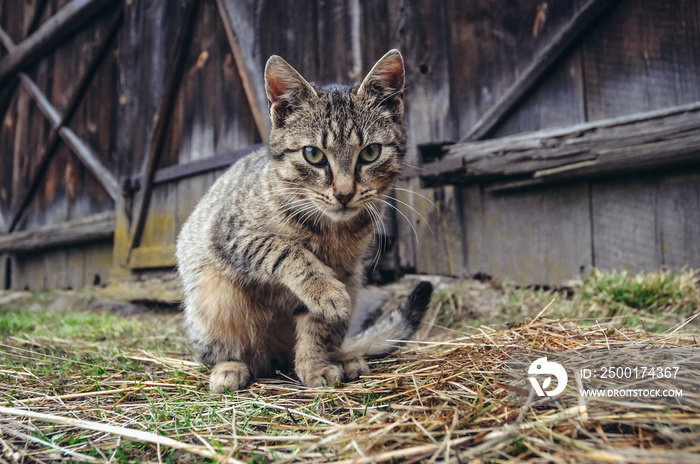 Cat in front of wooden barn in a small village in Mazovia region of Poland