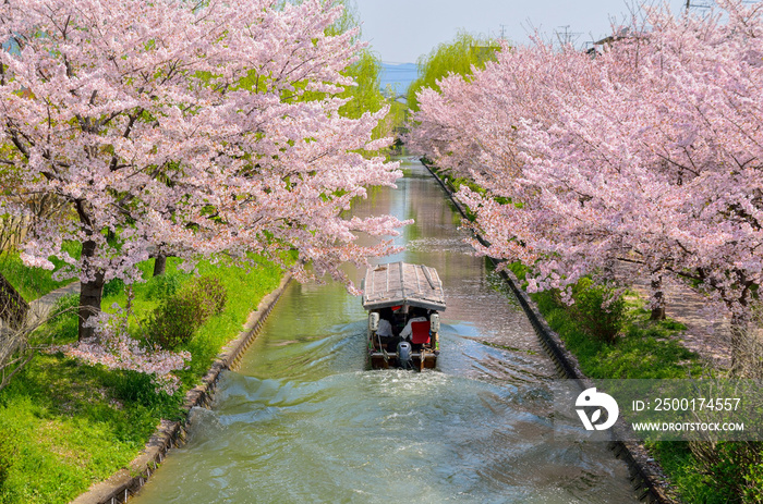 京都　春の宇治川派流