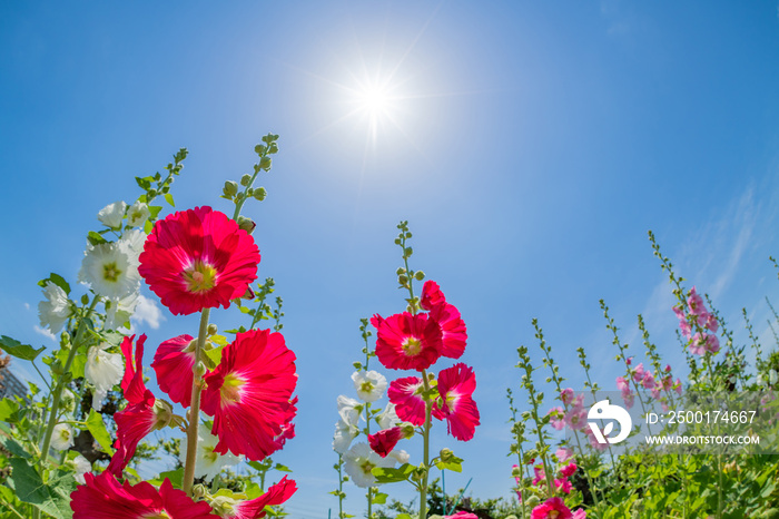 タチアオイの花と初夏の青空　魚眼レンズ　広角