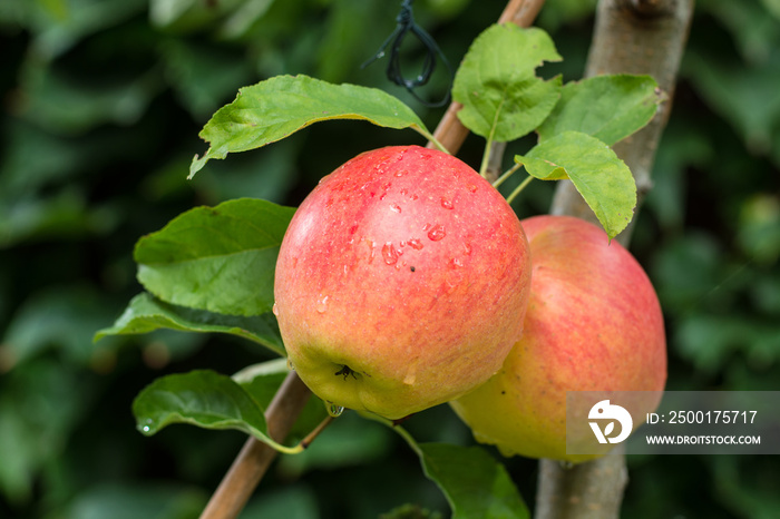 Big red ripe apples on the apple tree, ready to harvest