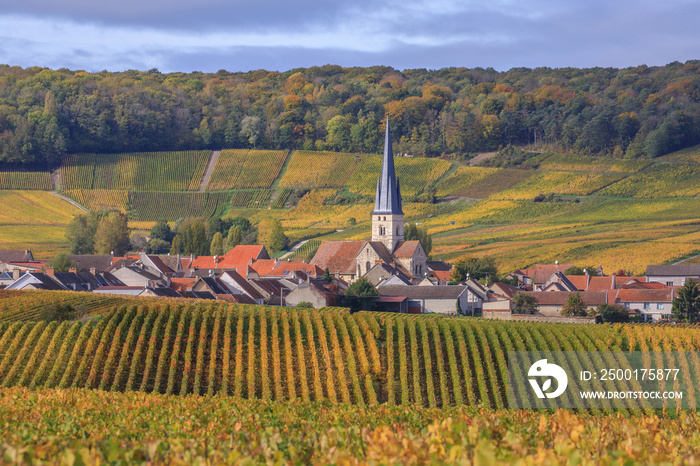 Champagne, the vineyards around Chamery