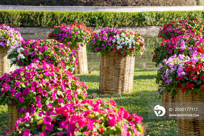 Catharanthus roseus on weave basket decoration in the garden outdoor