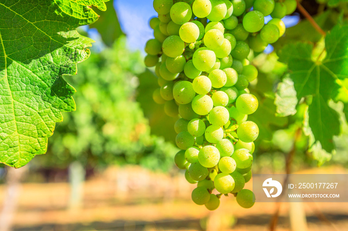 Close-up of white grapes on vine in Margaret River known as wine region in Western Australia. Margaret River is known for its many wineries. Blurred background with copy space.